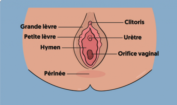 Soins organes génitaux – Merckx Pédiatrie